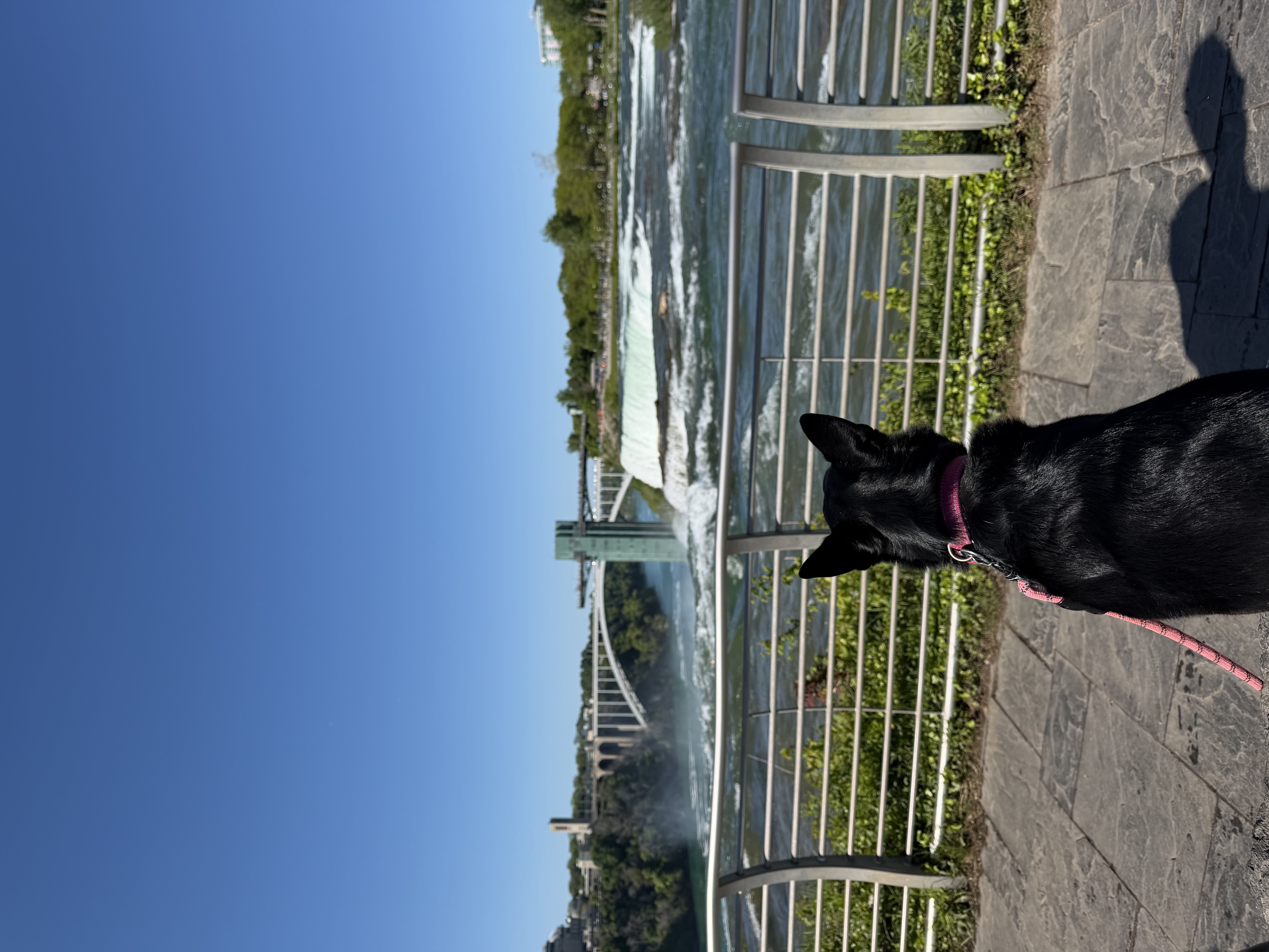 Pooja's dog Ruby looking out at Niagara Falls